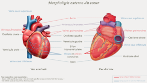 Le cœur morphologie et fonctionnement Fantabio