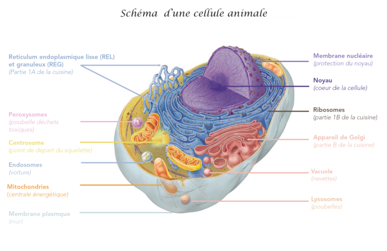 Cellule animale légendée