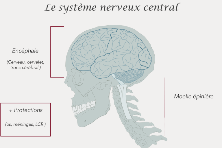 Système nerveux central encéphale moelle epinière protections