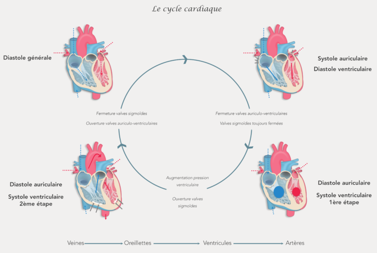 Révolution cardiaque systole diastole auriculaire ventriculaire