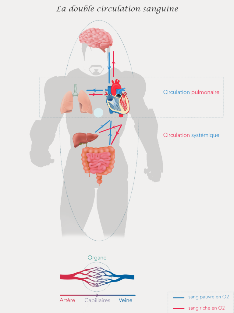 double circulation sanguine circulation pulmonaire systémique