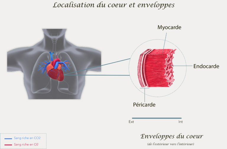 Localisation du coeur et enveloppes