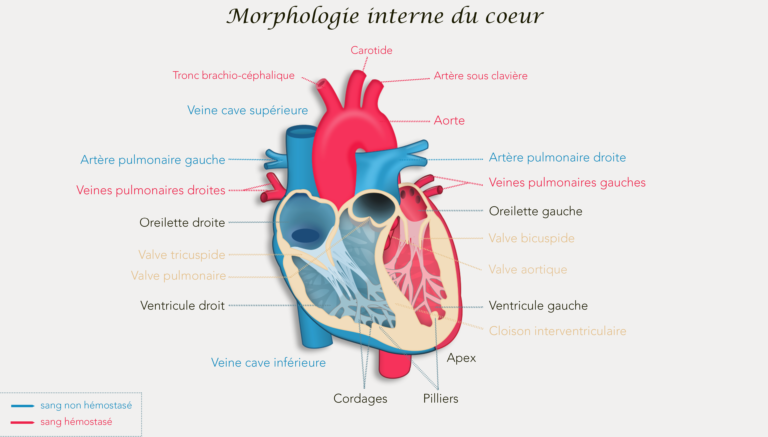 Morphologie interne du coeur