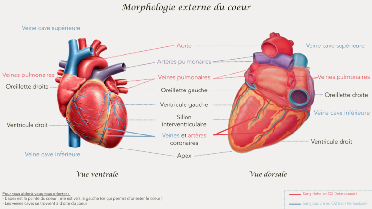 Morphologie externe du coeur