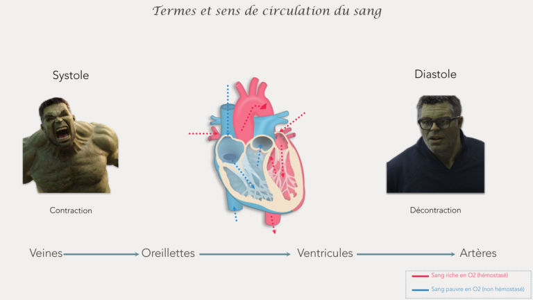 Systole diastole circulation sang coeur