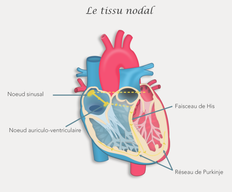 tissus nodal noeud sinusal auriculo ventriculaire faisceau de His réseau de purkinje