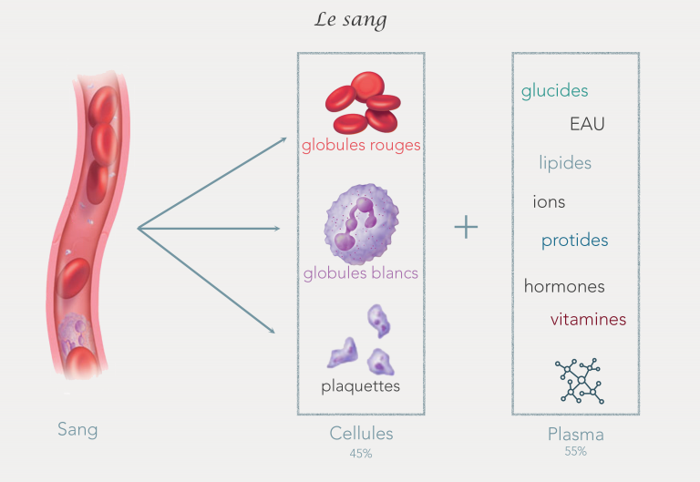 sang cellules sanguines plasma