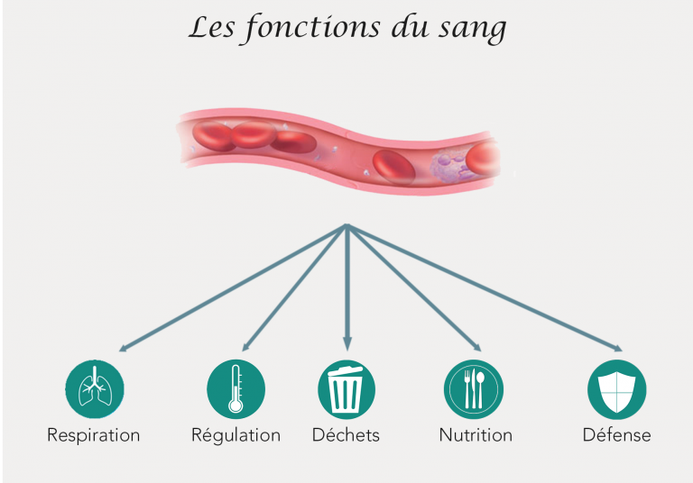 fonctions du sang respiration régulation déchets nutrition défense