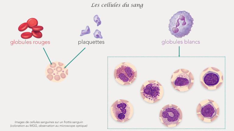 photo cellules sanguines globules rouges, globules blancs, plaquettes