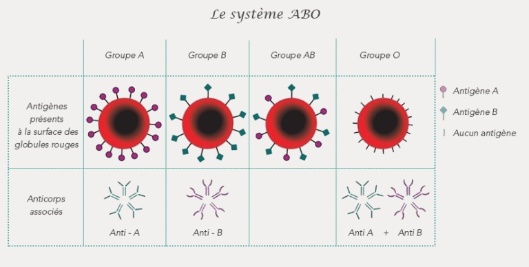 Tableau groupe sanguins A B AB O antigènes anticorps