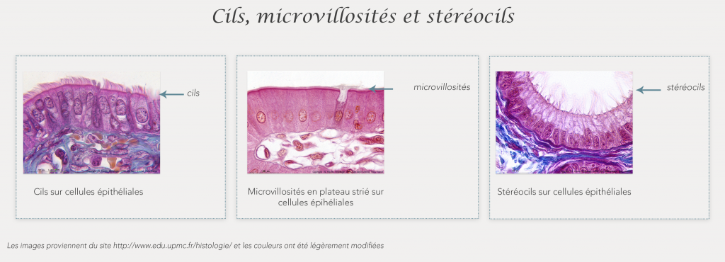 Exemple de cils, stéréocils, microvillosités