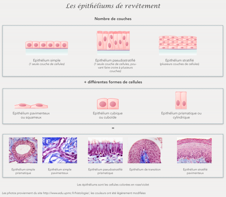 Epithelium revetement