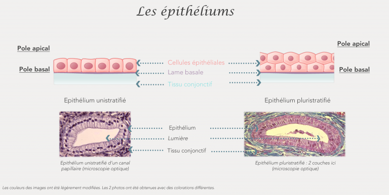 epitheliums poles apical basal