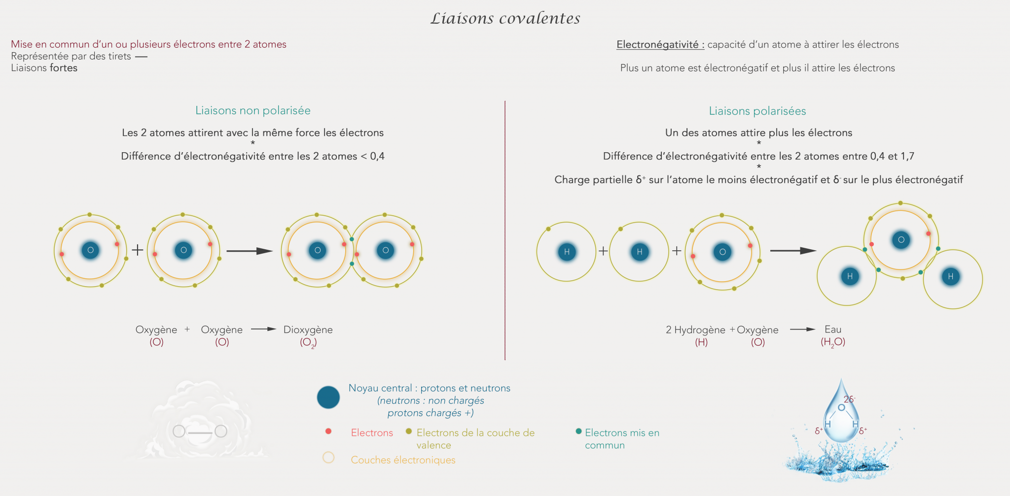 les-mol-cules-fantabio