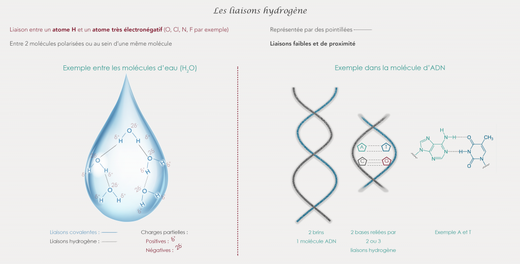 Liaisons hydrogène