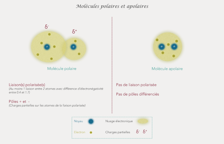 Molécules polaires et apolaires